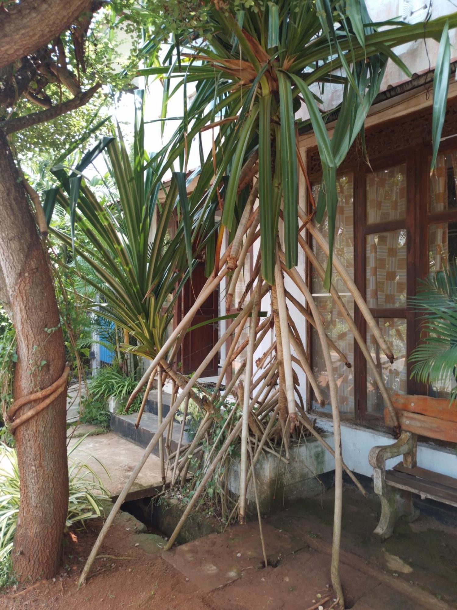 Lucky Holiday Home Anuradhapura Exterior photo